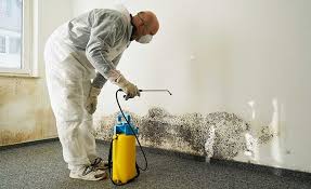 Best Mold Damage Restoration  in Prestbury, IL